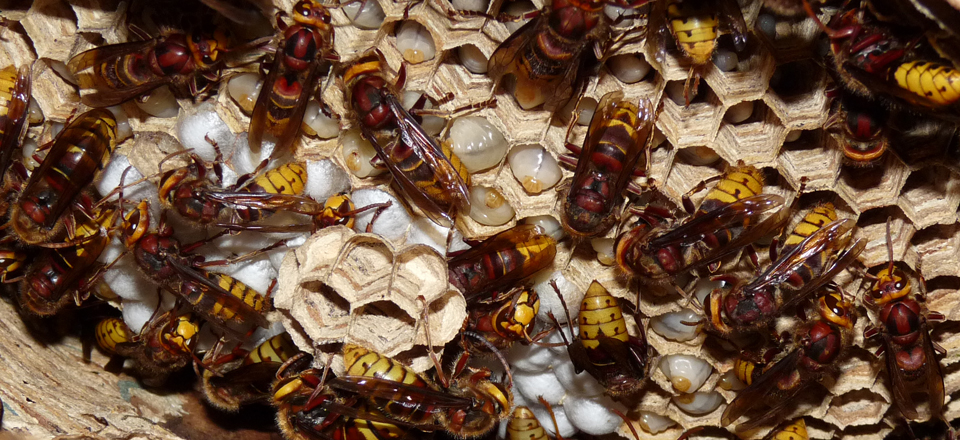 weekly_swarm_banner